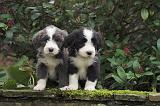 BEARDED COLLIE 469